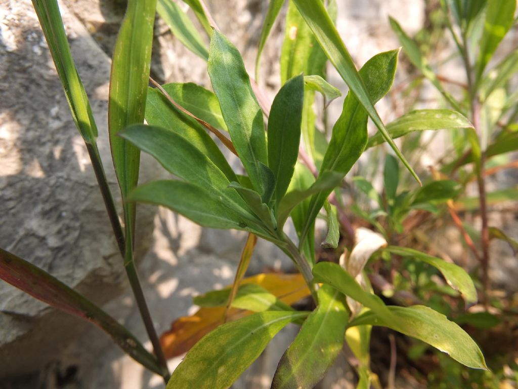 Erysimum cheiri / Violaciocca gialla